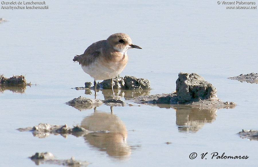 Greater Sand Plover