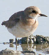 Greater Sand Plover