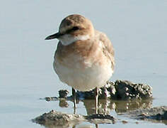 Greater Sand Plover