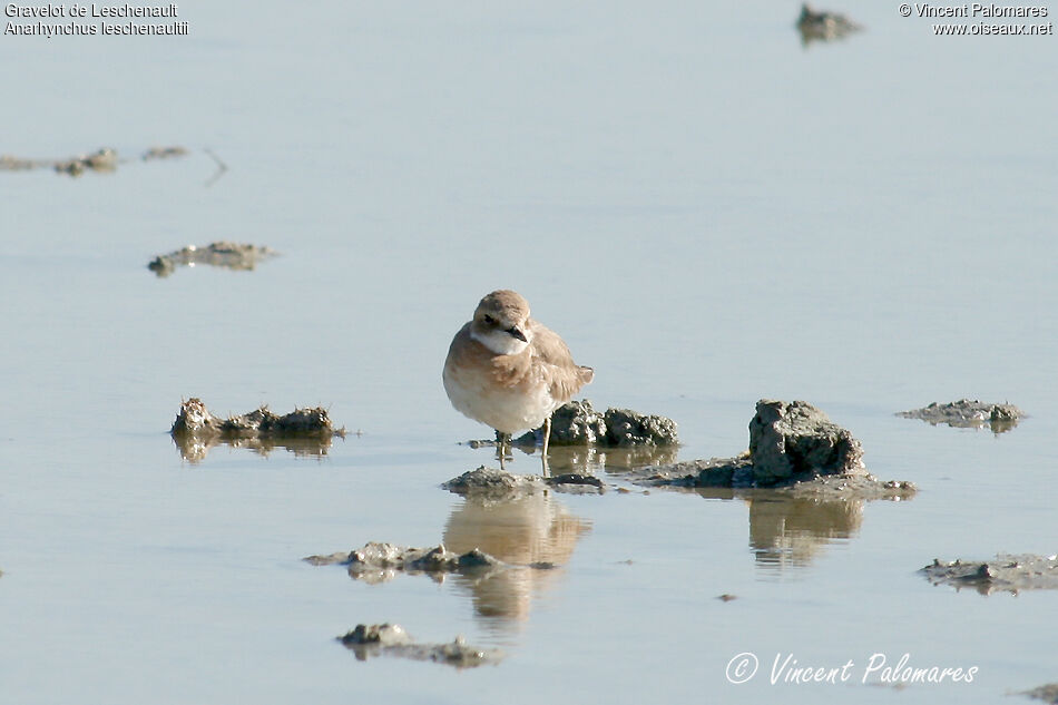 Greater Sand Plover