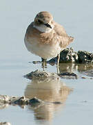 Greater Sand Plover