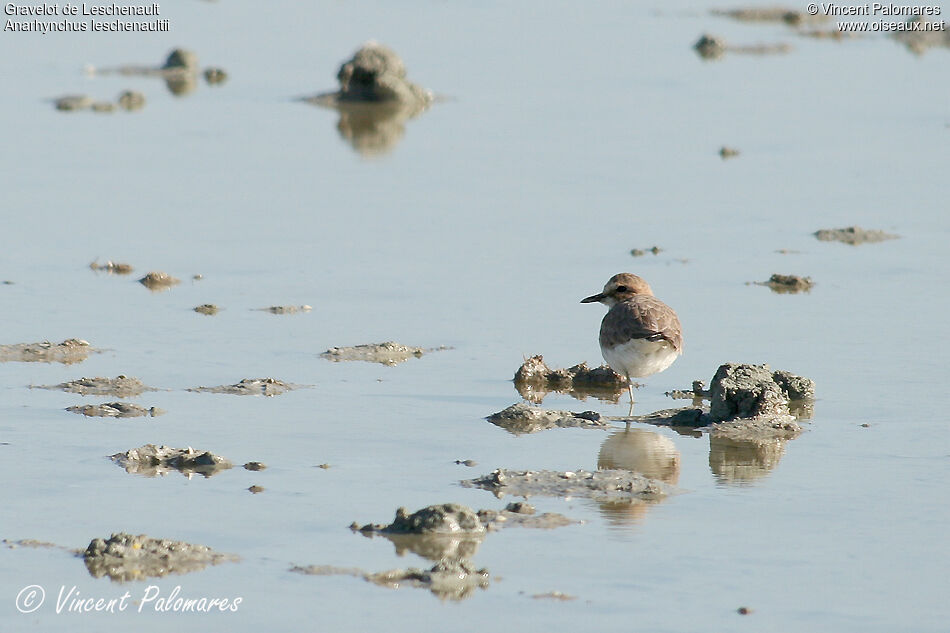 Greater Sand Plover