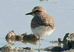 Greater Sand Plover