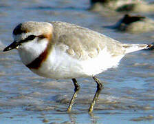 Chestnut-banded Plover