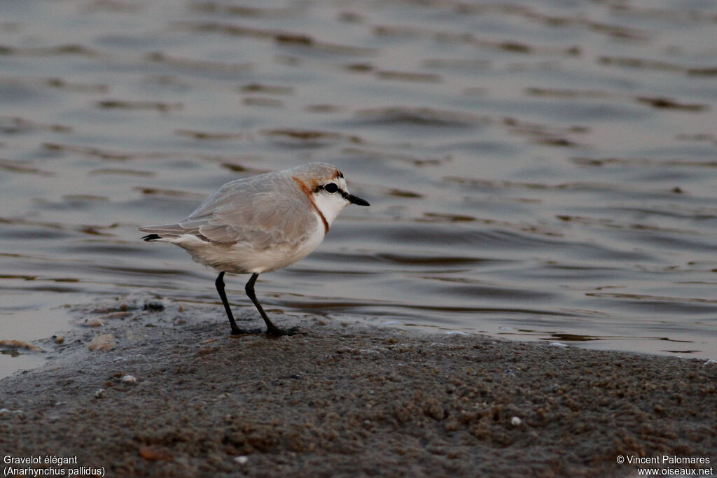 Chestnut-banded Plover