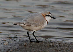 Chestnut-banded Plover