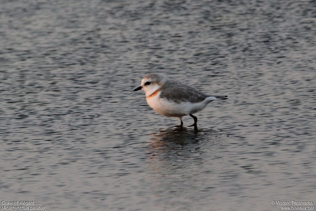 Chestnut-banded Plover