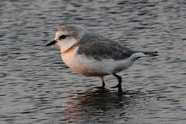 Chestnut-banded Plover