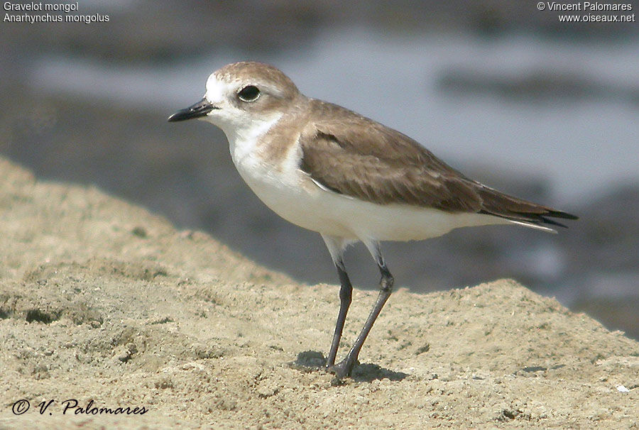 Siberian Sand Plover