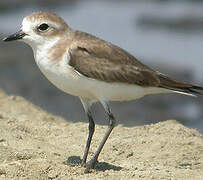 Siberian Sand Plover