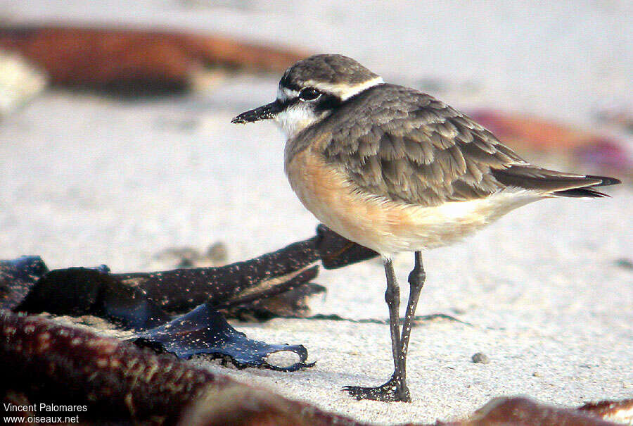 Kittlitz's Plover