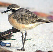 Kittlitz's Plover