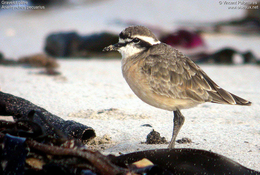 Kittlitz's Plover