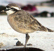 Kittlitz's Plover