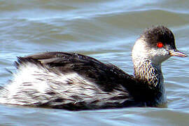 Black-necked Grebe