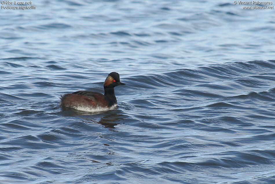 Black-necked Grebe