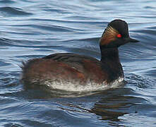 Black-necked Grebe