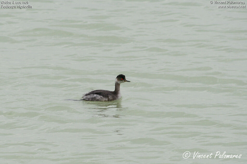 Black-necked Grebe