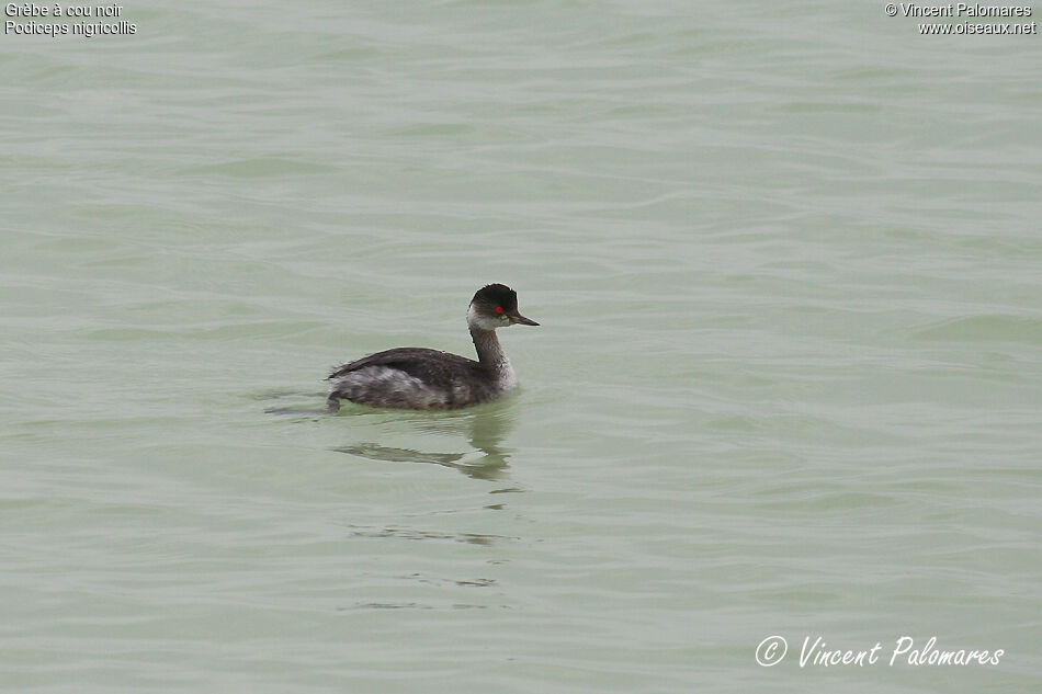 Black-necked Grebe