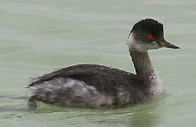 Black-necked Grebe