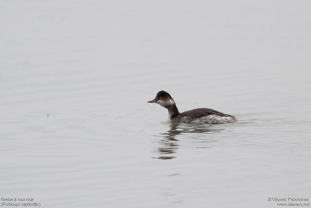 Black-necked Grebe