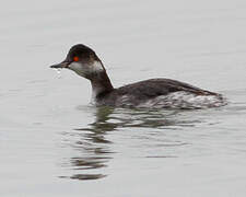 Black-necked Grebe