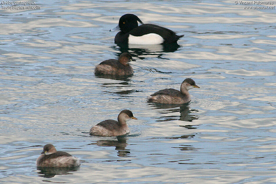 Little Grebe