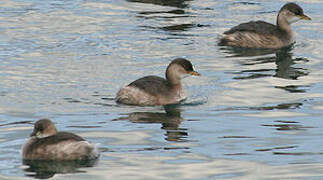 Little Grebe