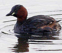 Little Grebe