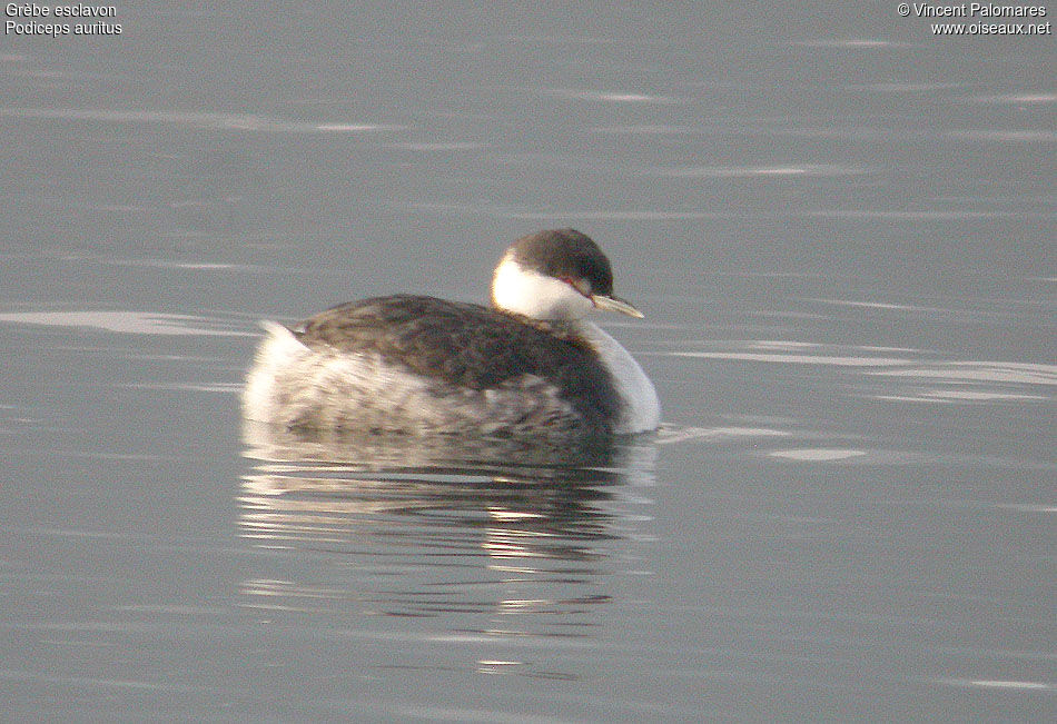 Horned Grebe