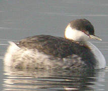 Horned Grebe