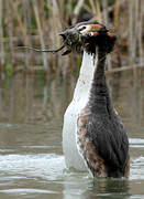 Great Crested Grebe