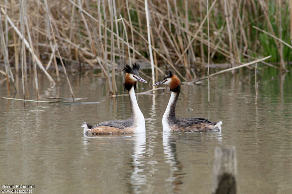 Grèbe huppéadulte nuptial, habitat, Nidification