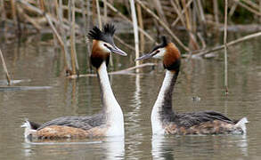 Great Crested Grebe