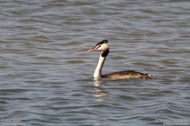 Great Crested Grebeadult transition
