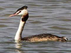 Great Crested Grebe