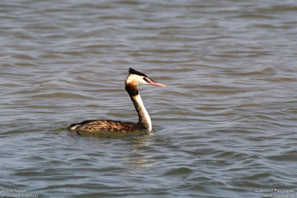 Great Crested Grebe