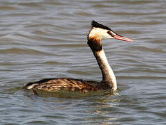 Great Crested Grebe