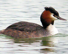 Great Crested Grebe