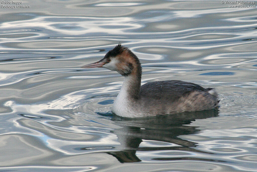 Great Crested Grebe