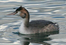 Great Crested Grebe