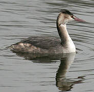 Great Crested Grebe