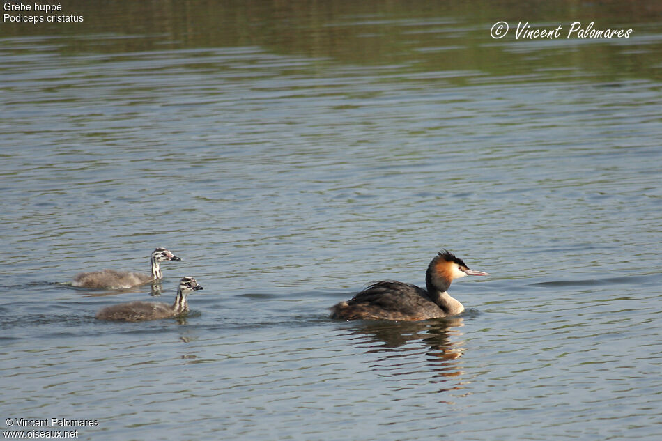 Great Crested Grebe