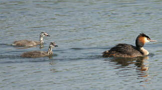 Great Crested Grebe