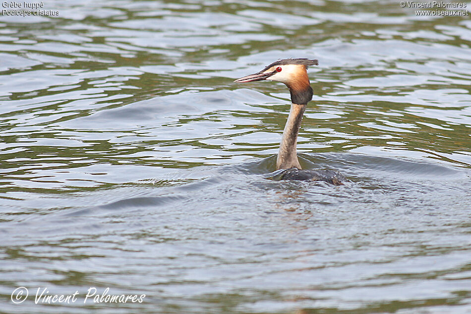 Great Crested Grebeadult