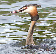 Great Crested Grebe