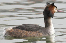 Great Crested Grebe