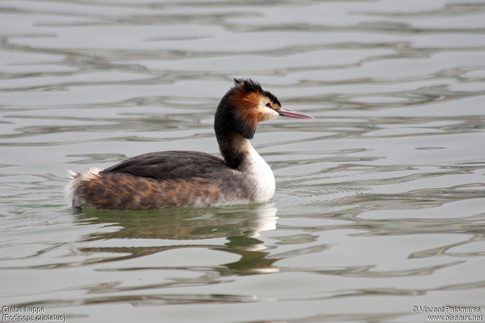 Great Crested Grebe