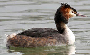 Great Crested Grebe