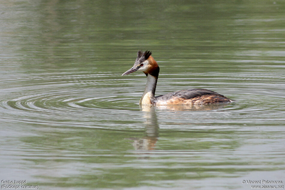 Great Crested Grebe